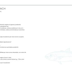 King of the beach marketing strategy